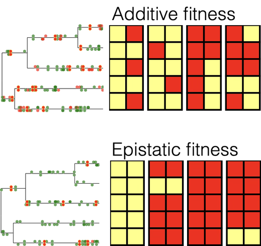 Mutation-selection with epistasis
